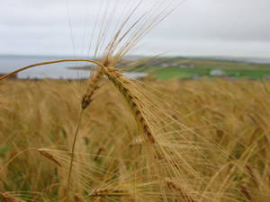 bere barley